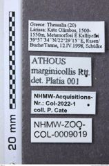 Etiketten zu Athous marginicollis (NHMW-ZOO-COL-0009019)